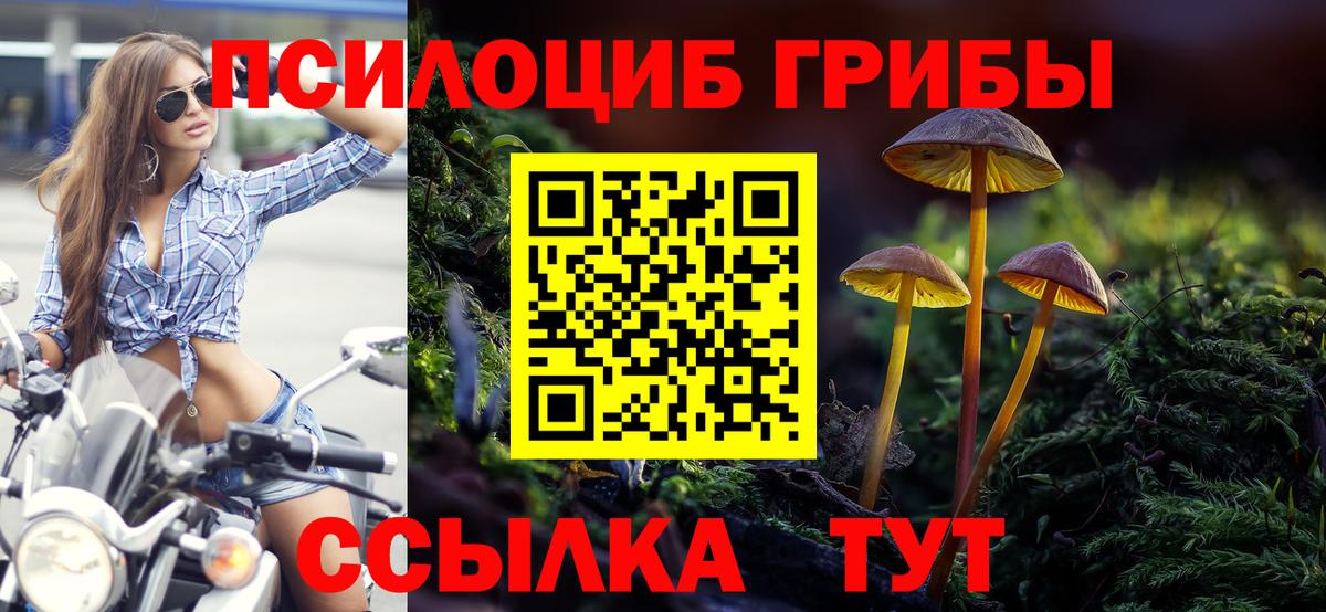 Псилоцибиновые грибы Psilocybe  закладка  Лениногорск  Вход с VPN 